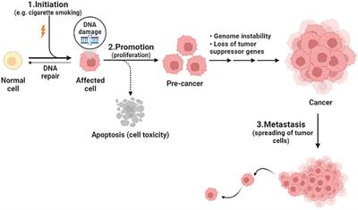 Role of vitamins A, C, D, E in cancer prevention and therapy: therapeutic potentials and mechanisms of action